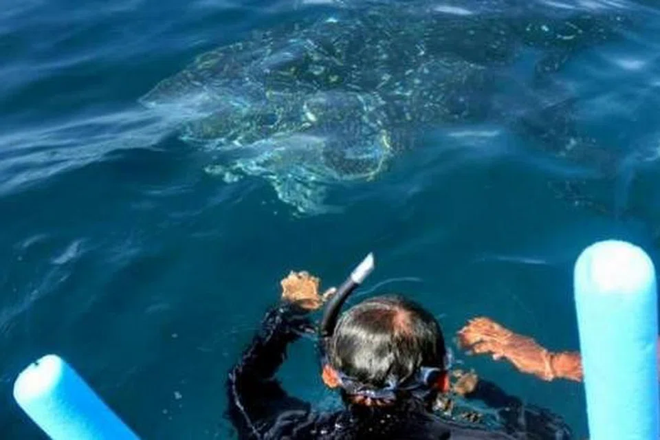 IKAN PAUS: Seekor ikan paus kelihatan sedang menghampiri bot yang dinaiki keluarga Cik Rehana. - Foto-foto REHANA M.SALLEH