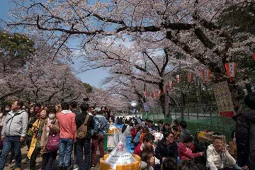 Para pengunjung menikmati keindahan bunga sakura yang mekar di Taman Ueno di Tokyo pada 31 Mac tahun lalu. 