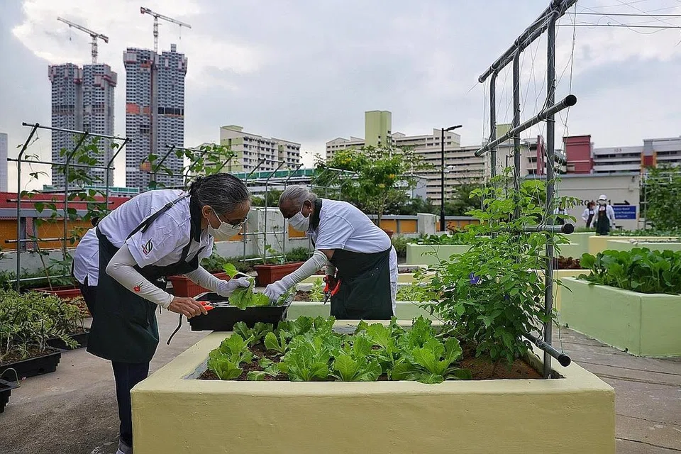 KEBUN MASYARAKAT: Kawasan yang kurang digunakan seperti bumbung dan tempat letak kereta bertingkat boleh dijadikan taman masyarakat, menurut URA. - Foto fail