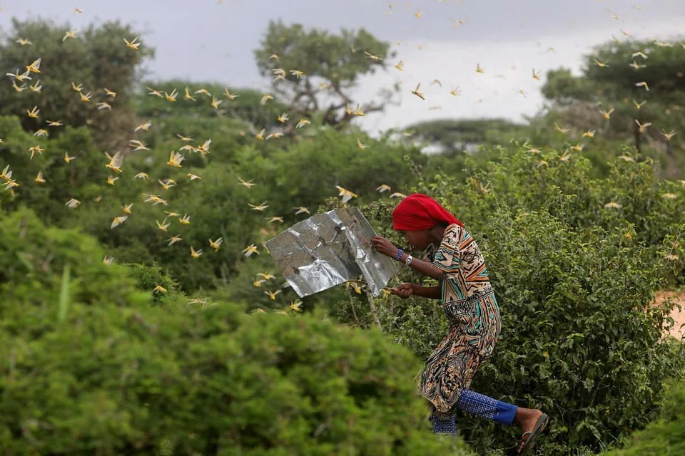 SERANGAN BELALANG JUTA: Seorang gadis Somalia cuba mengelak hurungan belalang juta di kawasan tanaman di luar daerah Daynile, Mogadishu, Somalia, pada Februari lalu yang dianggap kecemasan nasional. - Foto REUTERS 