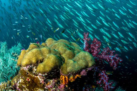 muzium ArtScience, lautan dalam, pameran marin