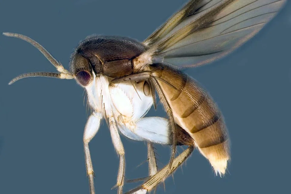 Spesies agas Integricypta shirinae dinamakan sempena aktivis hak wanita, Cik Shirin Fozdar.