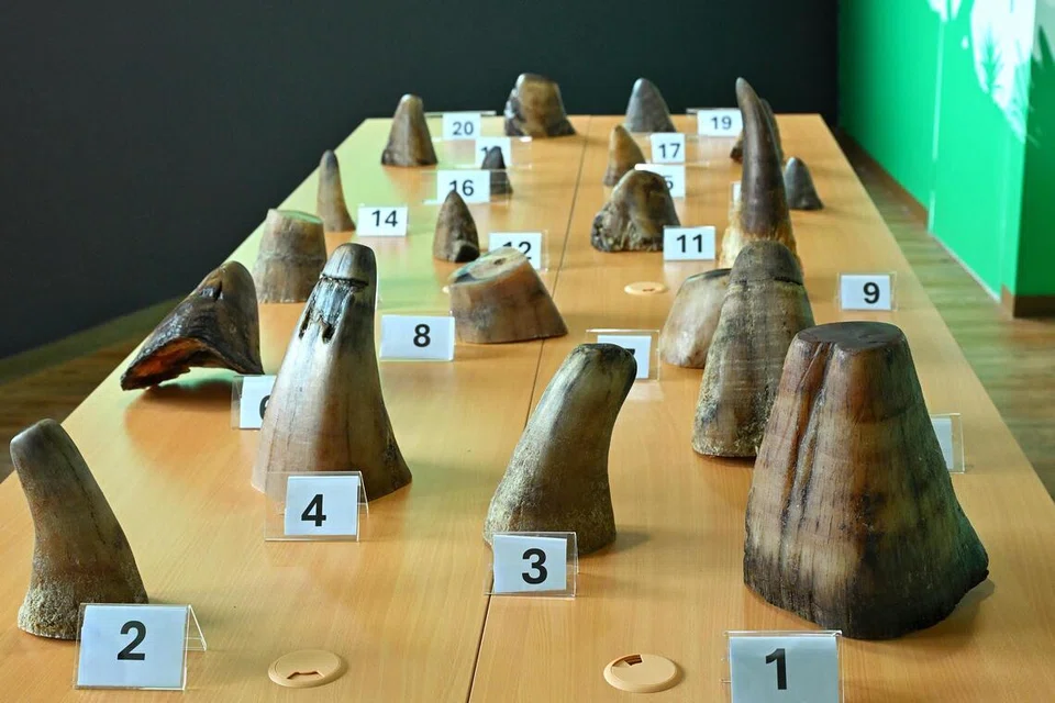 Sebanyak 20 tanduk badak sumbu putih yang diseludup telah dirampas oleh pihak berkuasa pada 8 November.