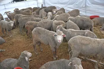 Kambing-kambing yang ditempah dari Australia yang dikorbankan bagi ibadah korban sempena Hari Raya Haji.