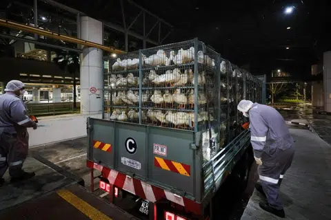 Seorang pegawai NParks menjalankan pemeriksaan fizikal ayam dan itik hidup di Pusat Pemeriksaan Tuas.