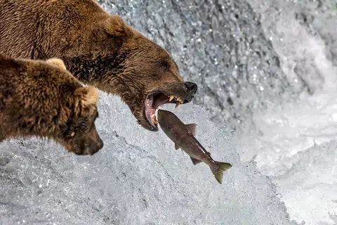 Beruang coklat melahap ikan salmon di Brooks Falls, Alaska.
