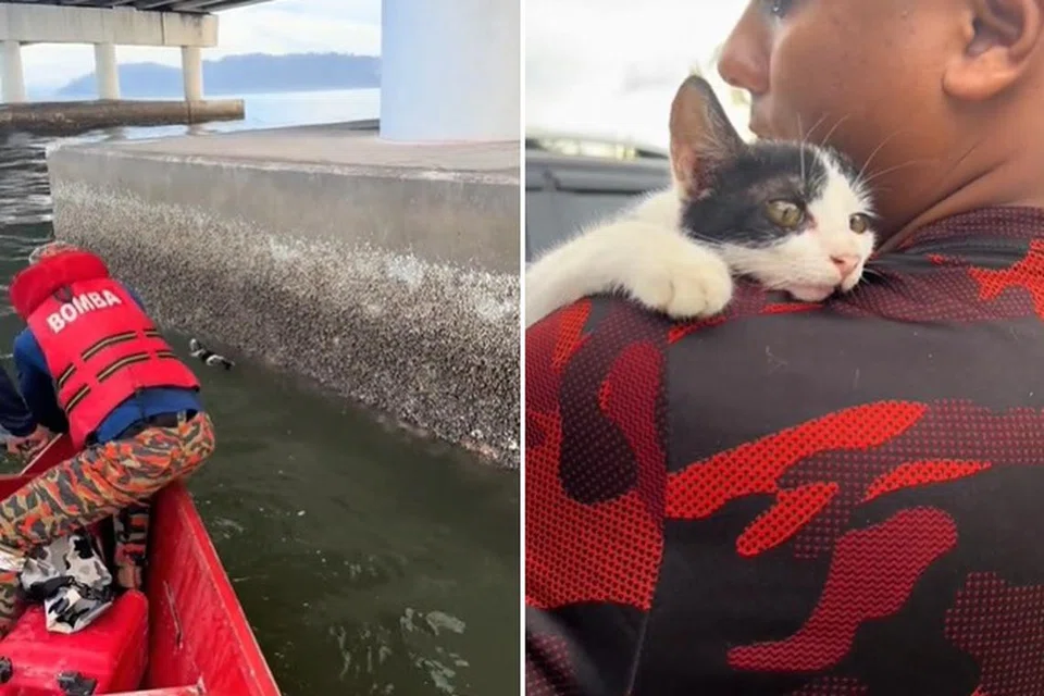 MUJUR DISELAMAT: Seekor kucing berwarna hitam putih ditemui di bawah Jambatan Pulau Pinang berjaya diselamatkan satu pasukan Pegawai Bomba Pasukan Penyelamat Dalam Air pada 21 Disember.
