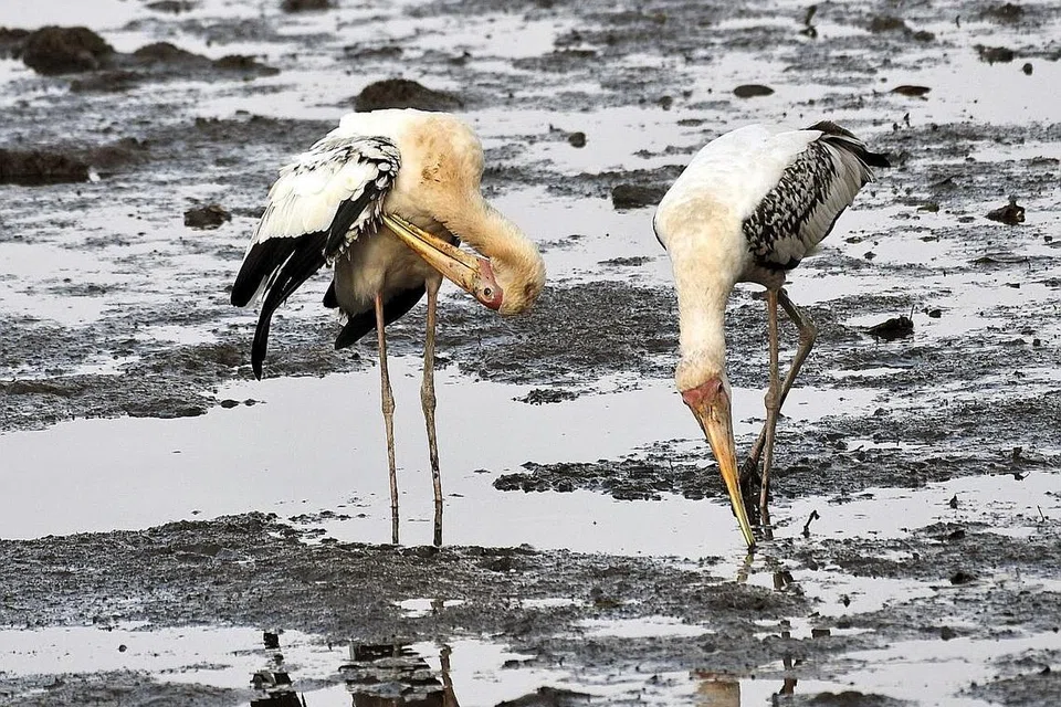 BANYAK 'KHAZANAH': Paya Simpanan Sungai Buloh kaya dengan keindahan alam semulajadi bagi menarik minat pengunjung. - Foto fail