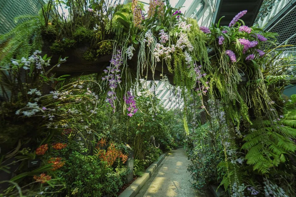 Di samping pokok palma – pokok kebangsaan Kemboja –  terdapat sekitar 50 jenis anggerik asal Kemboja yang diketengahkan dalam pameran terkini di Cloud Forest, Gardens by the Bay, dan dinamakan Orchids of Angkor Wat. Pameran tersebut berlangsung hingga 8 September 2024, dari 9 pagi hingga 9 malam.