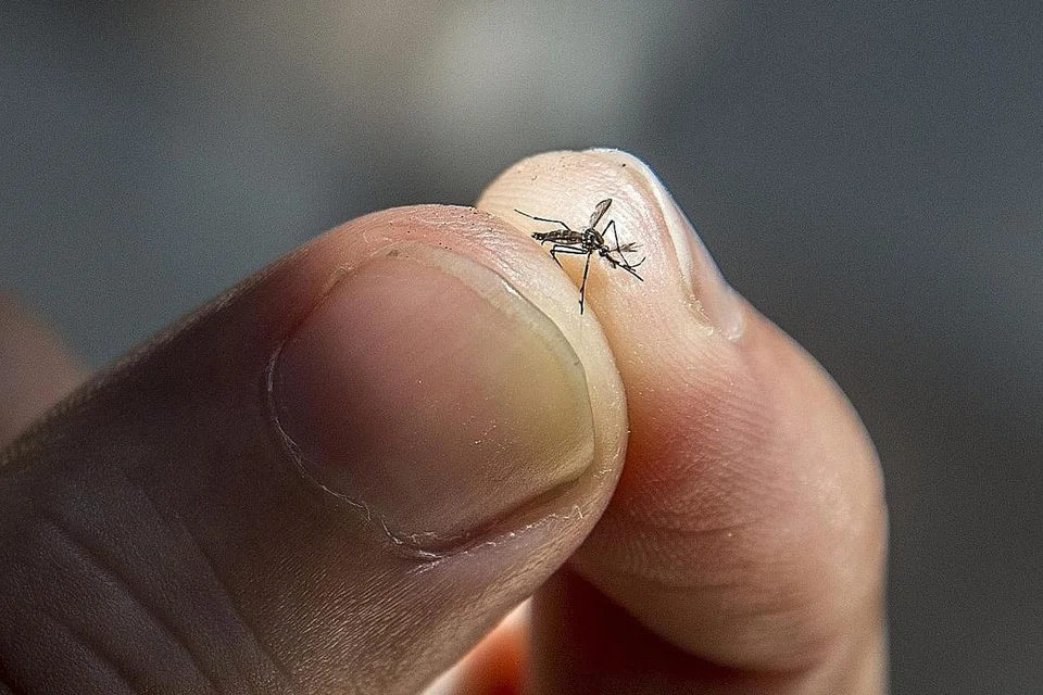 ELAK BIAK: Singapura adalah negara iklim panas dekat daerah Khatulistiwa dan nyamuk aedes senang membiak di sini dalam takungan air di bekas-bekas yang dibiarkan. - Foto-foto ISTOCK