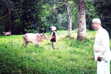KINI PELADANG DAN PETANI: Encik Misiri (kanan) lebih banyak menghabiskan masa di ladangnya dengan mula menternak lembu dan rusa yang dijaga tiga pekerjanya termasuk lelaki dikenali sebagai Encik Adin (memakai topi keledar). - Foto-foto SAINI SALLEH