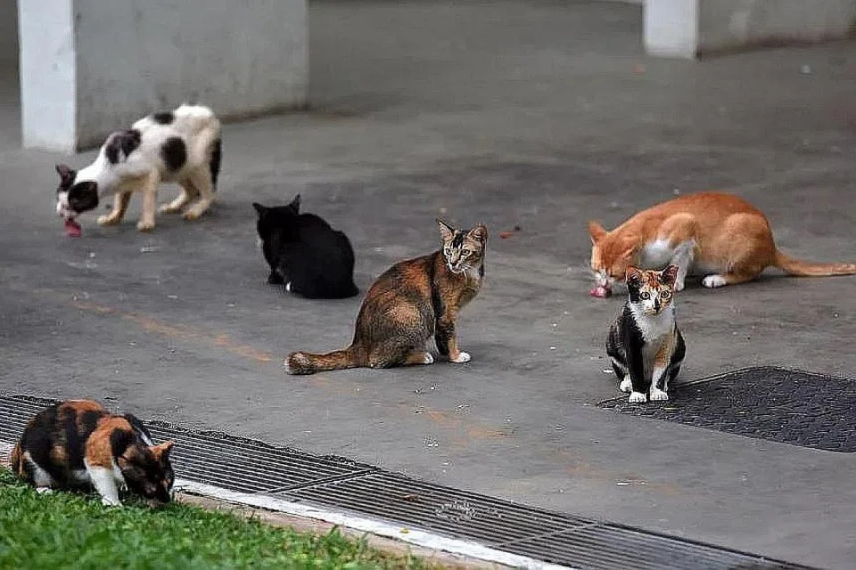 LARANGAN BAGI PELIHARAAN KUCING: Larangan peliharaan kucing telah dikenakan kerana haiwan itu secara amnya sukar dikawal di dalam rumah pangsa, kata laman web HDB. - Foto BH oleh FELINE LIM