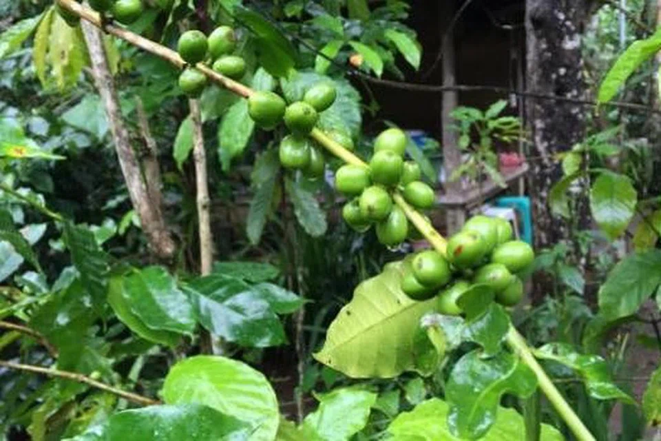 SEGAR DAN HIJAU: Inilah biji kopi yang belum masak ranum yang menjadi makanan kegemaran musang. 