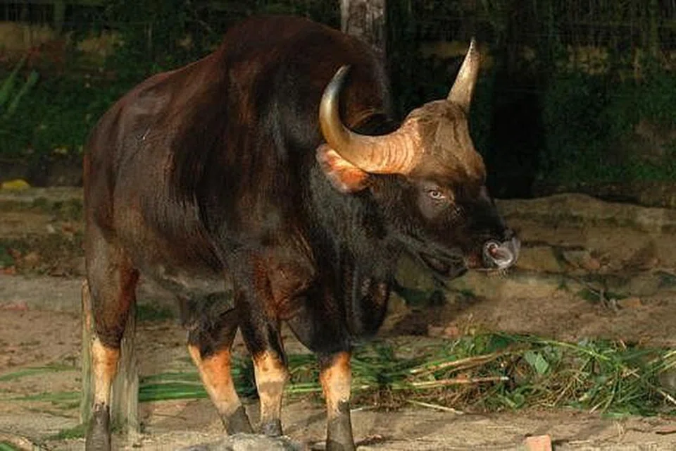 SEPERTI SELADANG: Inilah binatang dinamakan 'gaur' yang biasa terdapat di India dan juga dipelihara di Taman Haiwan Toronto, Canada. 