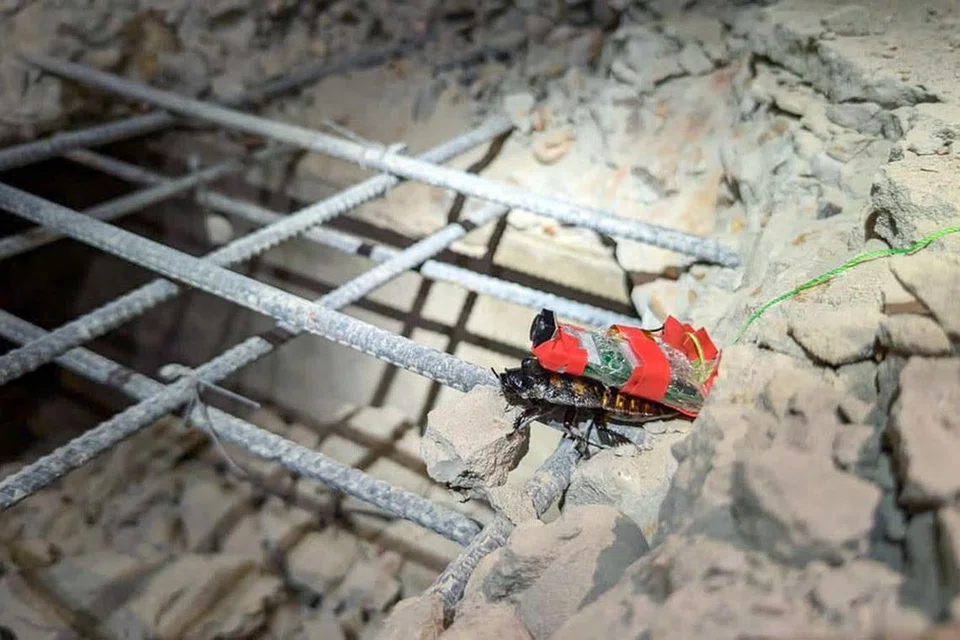 Ini merupakan kali pertama di dunia lipas ‘cyborg’ digunakan dalam operasi kemanusiaan, dan kali pertama robot serangga hibrid ini digunakan di lapangan.