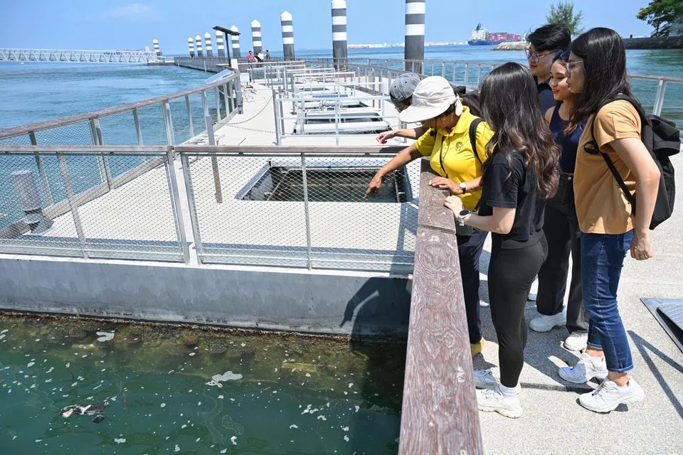 Pemandu pelancong bagi Lawatan Penerokaan Laut, Penguasa Kelautan dan Pelabuhan Singapura (MPA), Cik Grace Christine (bertopi), menunjukkan dan menceritakan kepada para pengunjung mengenai batu karang yang tumbuh di tepi laluan pejalan kaki di Taman Marin Pulau Subar (Sisters’ Island). 