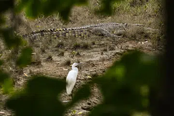 Lebih 100 buaya terlepas dari ladang di Batam pada 13 Januari.