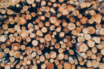 Kegunaan kayu – digunakan untuk bina rumah menjadi rumah kayu, dan dibakar bagi memanaskan rumah atau memasak sebagai kayu api.