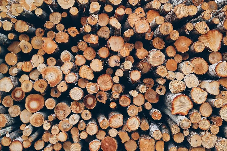 Kegunaan kayu – digunakan untuk bina rumah menjadi rumah kayu, dan dibakar bagi memanaskan rumah atau memasak sebagai kayu api.