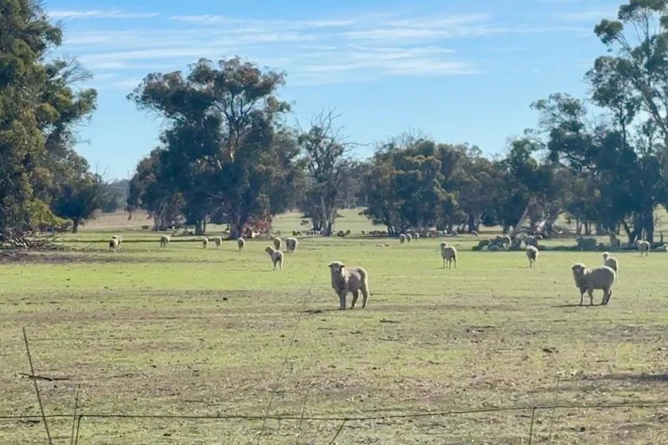 SalamSG Korban, Australia, Narrogin, Sohibul Korban