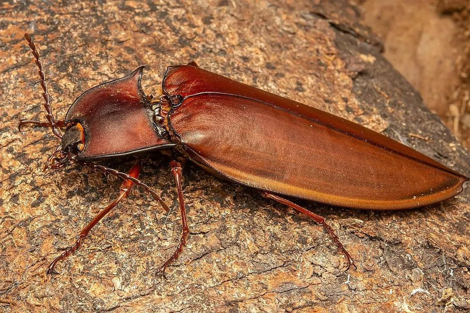 Kumbang 'giant click beetle'. - Foto DR ISAAC SEOW-EN