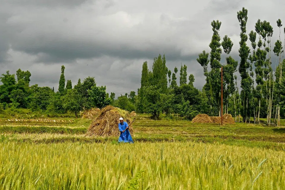 LARANG EKSPORT: Seorang wanita menuai padi yang sudah masak di sawah di pinggir Srinagar, India  