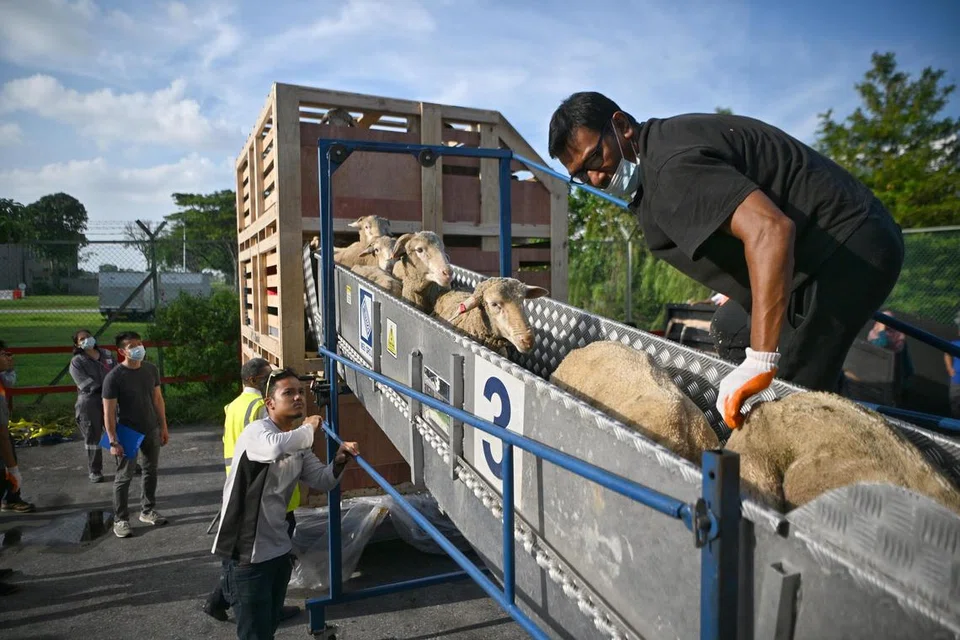 Kambing biri-biri dari Australia yang diimport masuk ke Singapura oleh Aliyah Rizq Holdings Pte Ltd tiba di Pusat Pengangkutan Udara Changi pada Jun 2023.