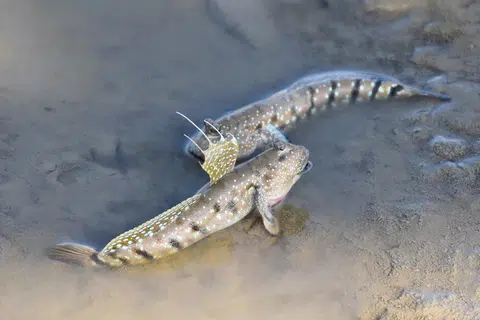 Selain pokok bakau, pengunjung juga dapat melihat lebih dekat habitat ikan belacak di Taman Negara Tanjung Piai.
