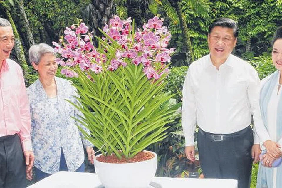 ANGGERIK KACUKAN: Inilah anggerik diberi nama Papilionanda Xi Jinping-Peng Liyuan sempena lawatan Presiden China Xi Jinping dan isterinya, Cik Peng Liyuan (kanan), diperhatikan Perdana Menteri Lee Hsien Loong dan isterinya, Cik Ho Ching (kiri), di Kebun Bunga pada November tahun lalu.