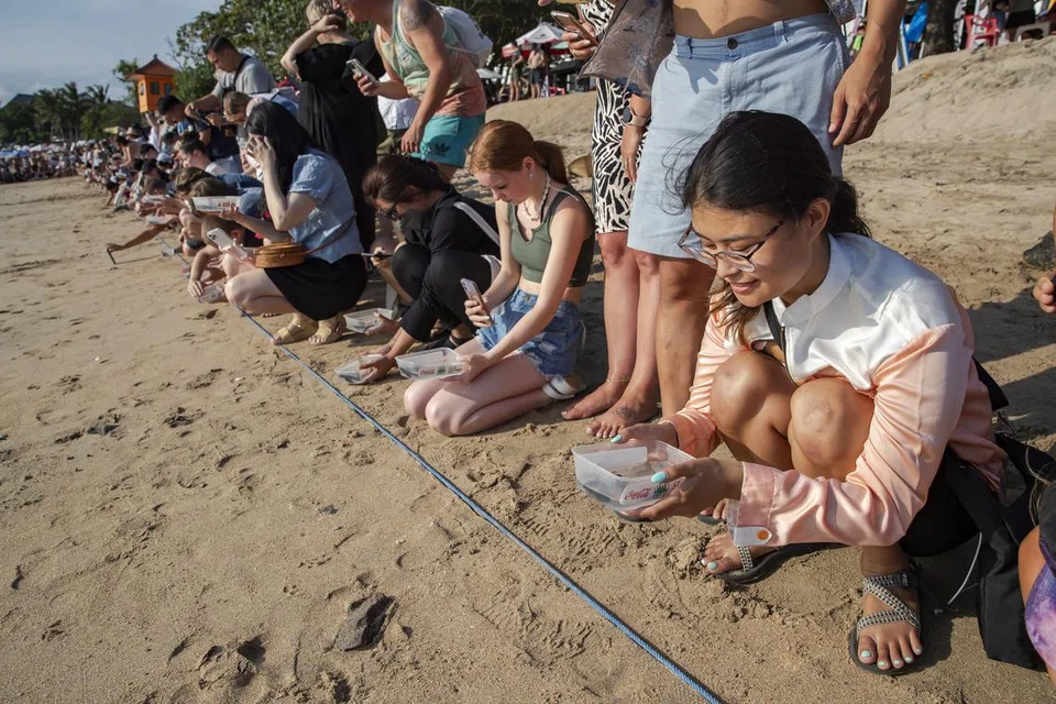 SIAP DILEPASKAN: Ratusan pelawat ke Bali menyertai golongan pemuliharaan bersiap untuk melepaskan penyu yang baru menetas di pulau peranginan Indonesia itu. 