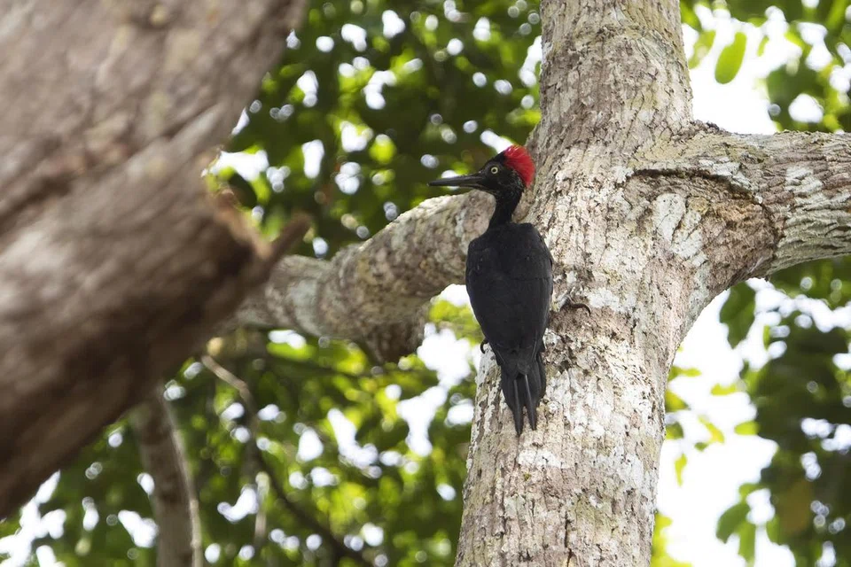 Burung belatuk perut putih di Semenanjung Malaysia pada 2018. Burung ini  memerlukan hutan yang luas dan kini pupus di Singapura.