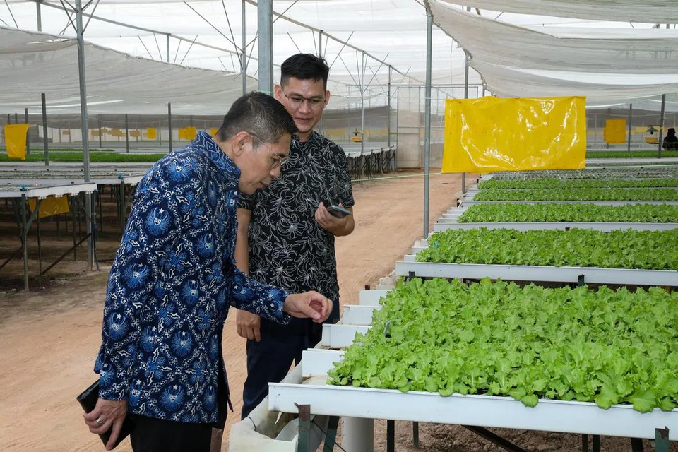 SUMBER SAYURAN: Dr Maliki (kiri) mengunjungi Batamindo Green Farm untuk melihat bagaimana sayur-sayuran ditumbuh, dituai dan dibungkus untuk dihantar ke Singapura.