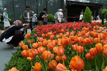 DIKELILINGI BUNGA-BUNGAAN: Memasuki Flower Dome dan Cloud Forest dengan harga diskaun bagi melihat bunga-bunga seperti ini merupakan antara manfaat jika anda mengikuti lawatan berpandu ke pameran Memorial Pengasas yang turut diadakan di Taman di Pesisiran. - Foto AFP