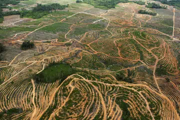 Gambaran dari udara penebangan pokok yang menjejas hutan di daerah Ketapang, Kalimantan Barat. Kegiatan penebangan telah bermula sejak berdekad.