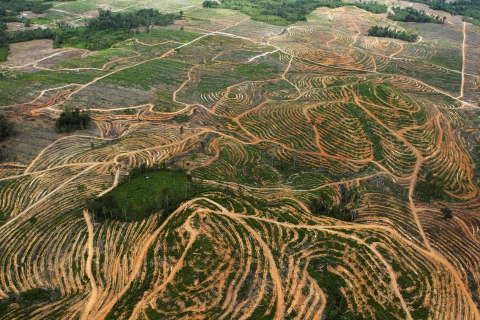 Gambaran dari udara penebangan pokok yang menjejas hutan di daerah Ketapang, Kalimantan Barat. Kegiatan penebangan telah bermula sejak berdekad.