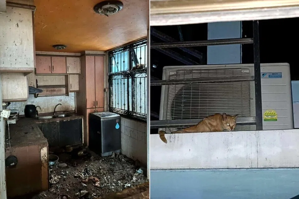 pengabaian haiwan, kucing terbiar, hukuman haiwan, Muhammad Khairul Naim Zainol