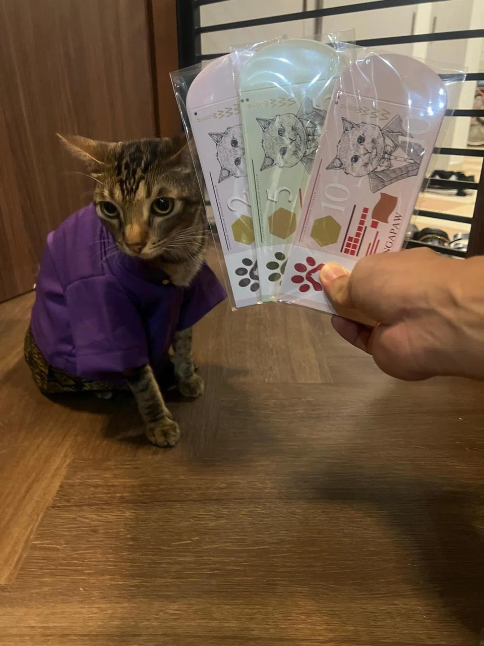 Untuk menampung kos kerja naik taraf tempat perlindungan kucing itu, Cik Nur Amira Jumali menjual sampul duit Hari Raya 2025 yang direkanya menggunakan sofwe penyuntingan, Canva.