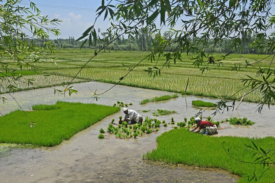 TANAM PADI: Petani menanam anak padi di sawah yang ditenggelami air di pinggir Srinagar, ibu kota Kashmir ditadbir India, pada 19 Jun 2023. 