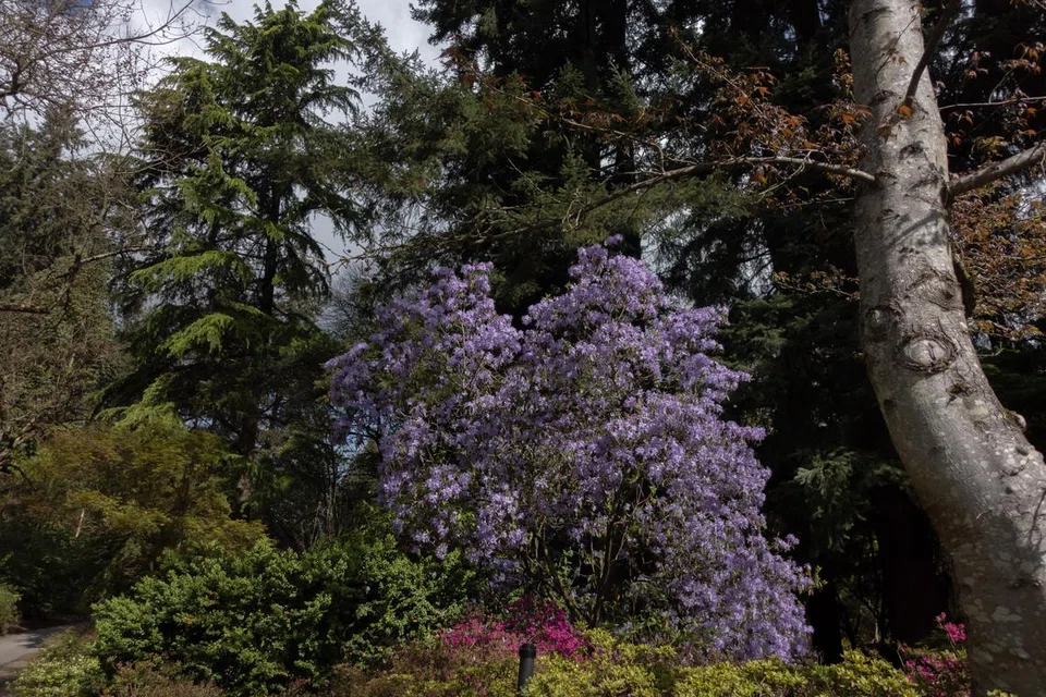 Bunga berwarna ungu yang mekar di taman yang dikelilingi pepohonan hijau subur di VanDusen Botanical Garden.