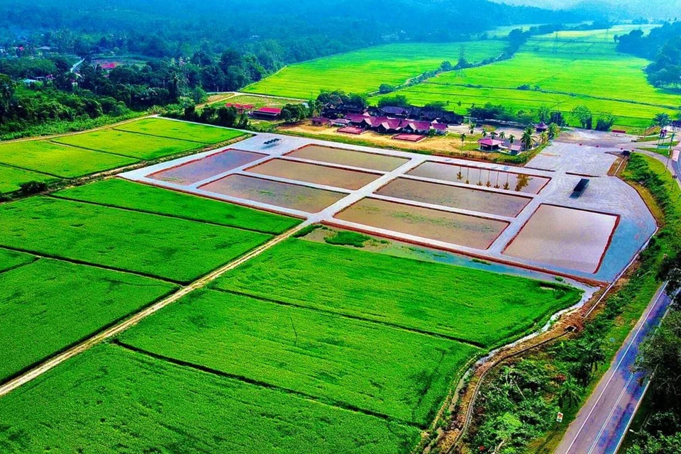 Pengunjung yang ke Kuala Pilah, Negeri Sembilan, dapat menikmati pemandangan sawah padi yang menyejukkan mata memandang.