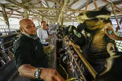 PERMINTAAN RANCAK: Pengasas Aaliyah’s Pte Ltd, Encik Rafee Eunos (berbaju hitam) berinteraksi dengan kambing ternakan Hay Dairies Farm yang sudah ditempah untuk ibadah korban tahun ini.