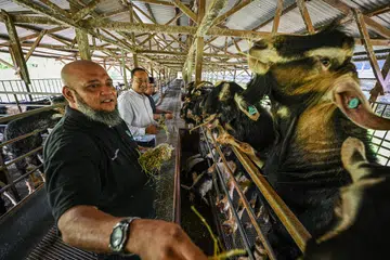 PERMINTAAN RANCAK: Pengasas Aaliyah’s Pte Ltd, Encik Rafee Eunos (berbaju hitam) berinteraksi dengan kambing ternakan Hay Dairies Farm yang sudah ditempah untuk ibadah korban tahun ini.