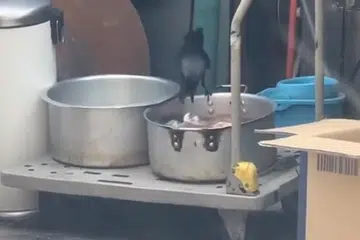 DIBIARKAN TERBUKA: Burung gagak memakan ayam yang dipercayai sedang melalui proses nyah beku di belakang salah sebuah restoran di Kitchener Road.