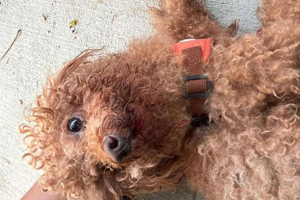 Anjing yang diselamatkan Encik Ilham kini selamat setelah ia dilanggar sebuah kereta di persekitaran Blok 13 Bedok South Avenue 2 pada 3 Ogos.