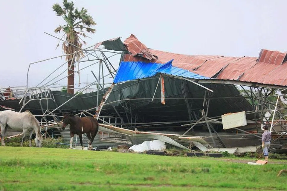 Kuda bersebelahan tempat berteduh yang runtuh akibat tiupan angin. - Foto YONHAP 