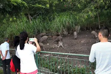Sebuah video yang disiarkan oleh seorang pengguna di Facebook kumpulan Love Cycling SG, menunjukkan kira-kira 10 babi hutan pelbagai saiz di sebuah kawasan tandus berlumpur dekat Jeti Halus Lorong di Pasir Ris. Seorang wanita juga dilihat mengeluarkan kandungan beberapa beg plastik yang kemudian dimakan haiwan tersebut. 