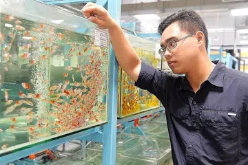 PENCINTA HAIWAN: Sewaktu menjalani program bekerja sambil belajar di kolam ternakan Rong Yao Pte Ltd di Kranji, Encik Rushan perlu memastikan ikan di bawah jagaannya itu sihat, membersihkan tangkinya, mengasingkan ikan itu mengikut saiz agar si kecil tidak menjadi mangsa ikan lebih besar. - Foto IMAN ALIF