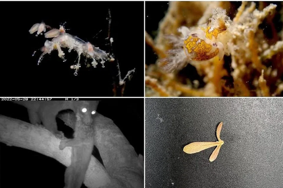 PELBAGAI FLORA DAN FAUNA: (Dari atas kiri ikut putaran jam) Dua spesies lintah laut yang ditemui di perairan Pulau Hantu; sejenis buah daripada satu-satunya pokok walnut asli Singapura; dan musang pulut (palm civet) sedang menggigit kongkang (slow loris).