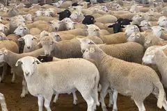 Sekitar 400 kambing The Meat Brothers yang kini di Australia sedang berada di kuarantin dan menunggu permit diluluskan sebelum diterbangkan ke Singapura.