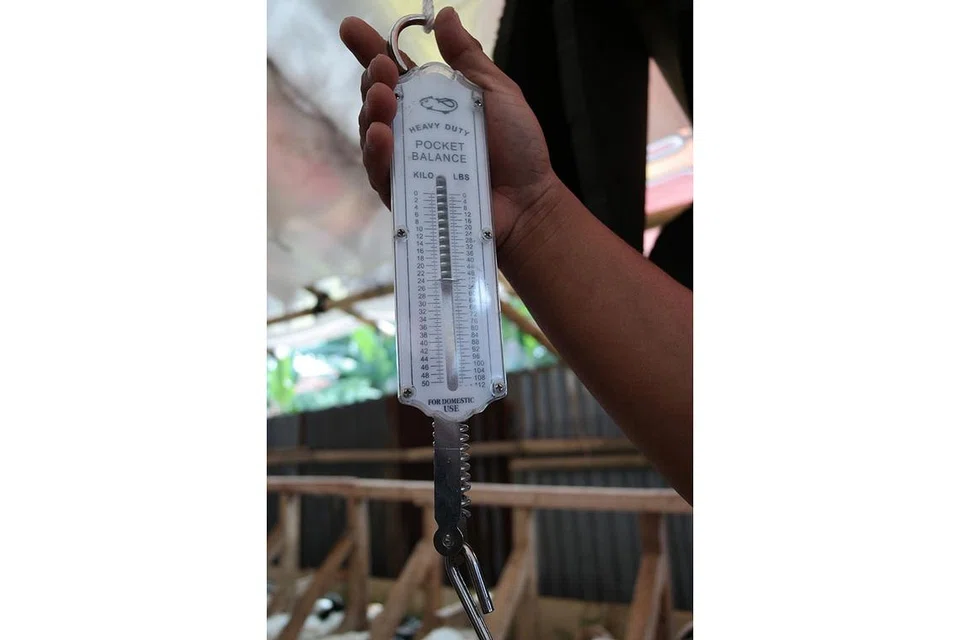 TIMBANGAN PERLU TEPAT: Memastikan timbangan yang tepat untuk memastikan kambing bersaiz normal dan tidak terlalu kecil. - Foto MADRASAH AL-MA'ARIF 